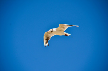 Bird flying in the sky