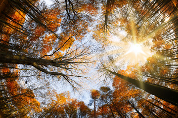 Im Hochwald leuchten die letzten Blätter in der Herbstsonne
