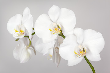 De tak van witte orchidee
