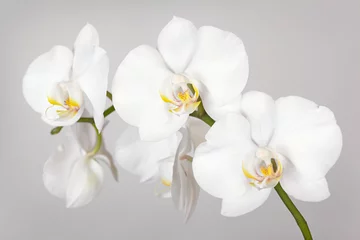 Deurstickers Orchidee De tak van witte orchidee