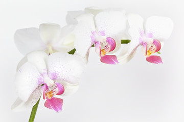 The branch of orchid on a grey background