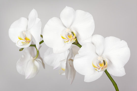 Fototapeta The branch of white orchid