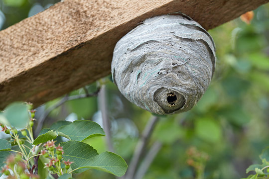 Vespiary hanging on a timber
