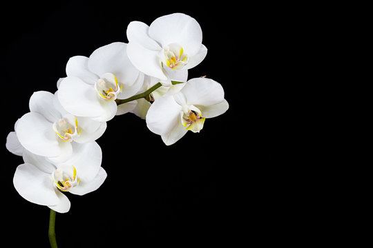 Fototapeta The branch of white orchid on a black background