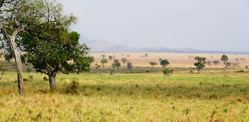 Naklejka na ściany i meble African savanna