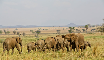 elephant herd