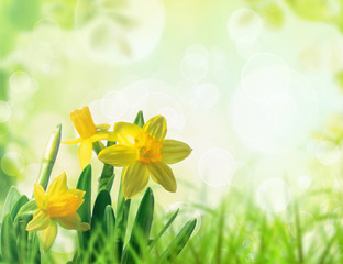 Daffodils in spring grass