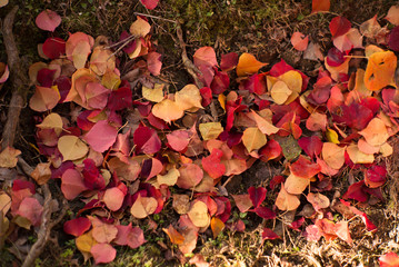 autumn leaves kyoto, Japan