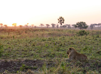 Lion resting in the sunrise