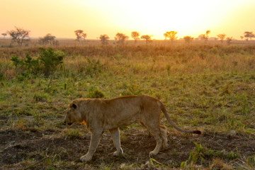 Lion's walk in the sunrise