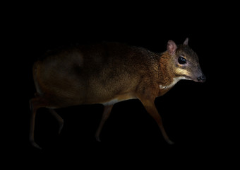 lesser mouse deer in the dark