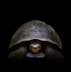 turtle in the dark