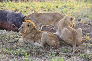 Fototapeta na wymiar Lions eating a water buffalo