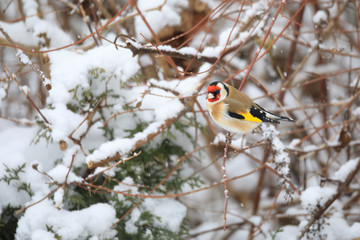 small bird European goldfinch in winter