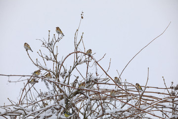 flock of small bird European goldfinch in winter