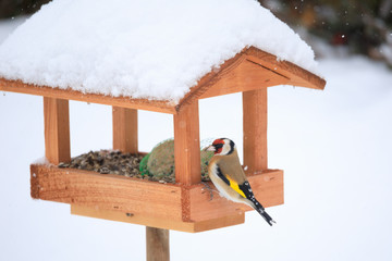 Obraz na płótnie Canvas European goldfinch in simple bird feeder