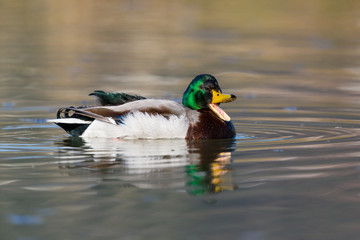 portrait of swimming male mallard duck (Anas platyrhynchos)