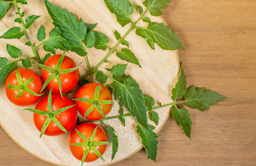 fresh tomato on wooden background.