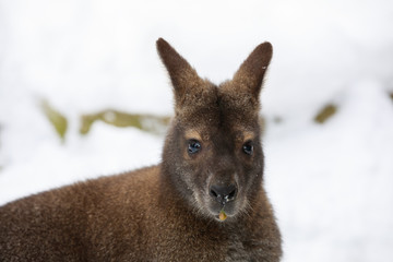 Red-necked Wallaby in snowy winter