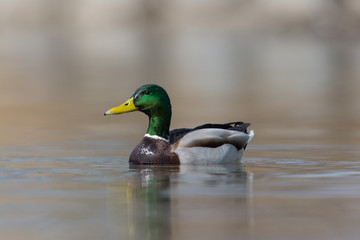 portrait of male mallard duck (Anas platyrhynchos) swimming