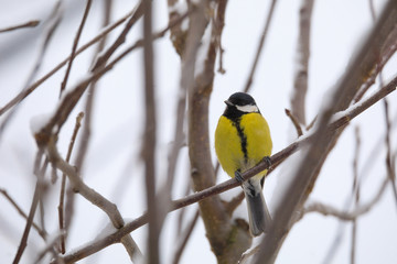 Fototapeta premium beautiful small bird great tit in winter