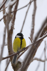 beautiful small bird great tit in winter