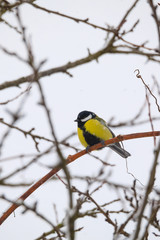 Fototapeta premium beautiful small bird great tit in winter