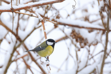 beautiful small bird great tit in winter