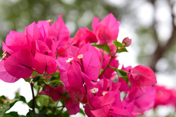 Obraz premium Bougainvillea