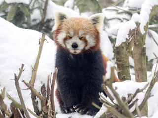 Red panda, Ailurus fulgens, reveling in the snow