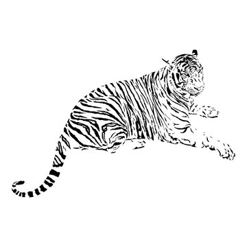 bengal tiger, isolated wild animal vector illustration, tattoo