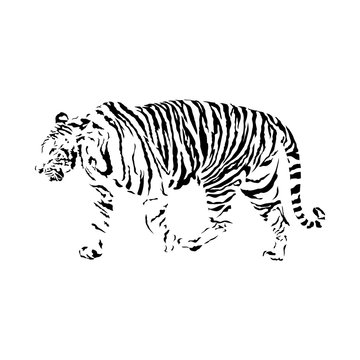 black and white tiger, isolated wild animal vector illustration
