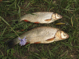 Пойманная рыба, улов