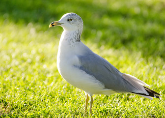 Seagulls