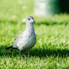 Seagulls