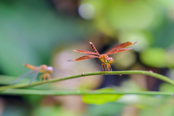 Colorful dragonfly on branch with green background.