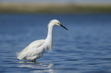 Fototapeta na wymiar Snowy Egret Portrait