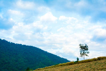 landscape Forest View