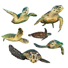 Papier Peint photo Tortue Sea Turtles. Hawksbill Turtles. Green Turtle in middles. Turtles isolated white background