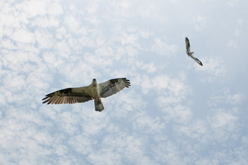 Flying Osprey Pair