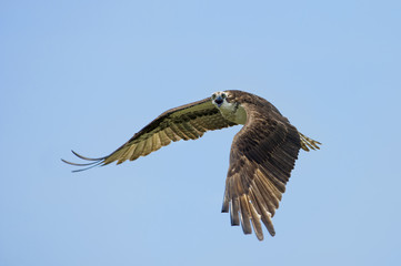 Obraz premium Loud Calling Osprey