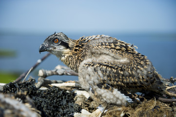 Large Osprey Chick in Nest