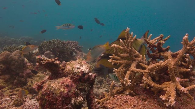 Титановый триггер или синеперый балистод. Увлекательные подводные погружения на рифах Мальдивских островов.