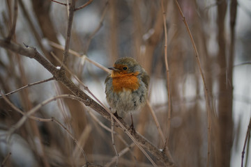 Robin