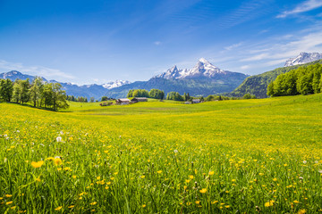 Idyllic landscape in the Alps with blooming meadows in summer