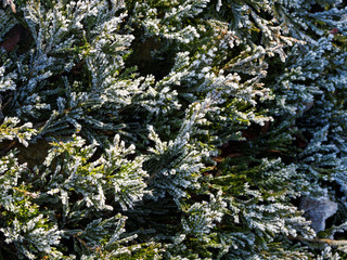 Frozen green twigs