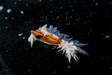 leaf and frost on black ice
