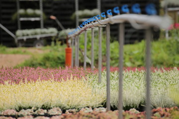 Fototapeta na wymiar Garden plant plantation with irrigation system