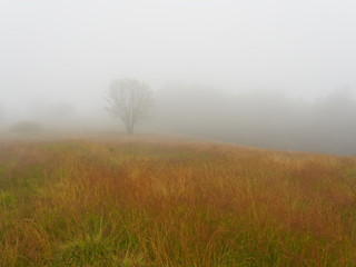 Obraz na płótnie Canvas Single tree on hill in fog in autumn
