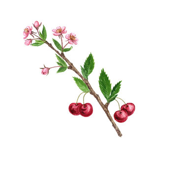 cherry tree branch with flowers, leaves and berries